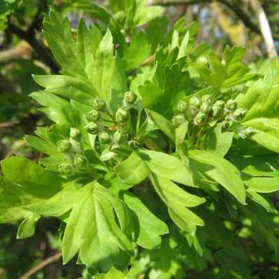 Боярышник однопестичный, С3 - Dolina-Sad.Ru