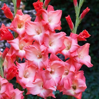 Гладиолус Согно Гладиолус Согно - Dolina-Sad.Ru