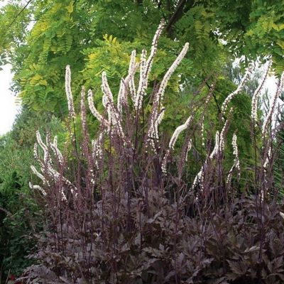 Воронец симплексная Атропурпуреа - Dolina-Sad.Ru