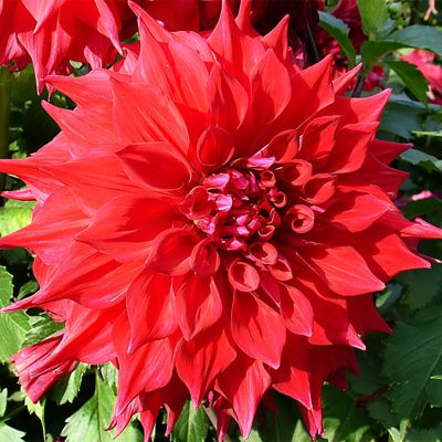 Георгина Барбаросса (Гиганты) Георгина Барбаросса (Гиганты) фото