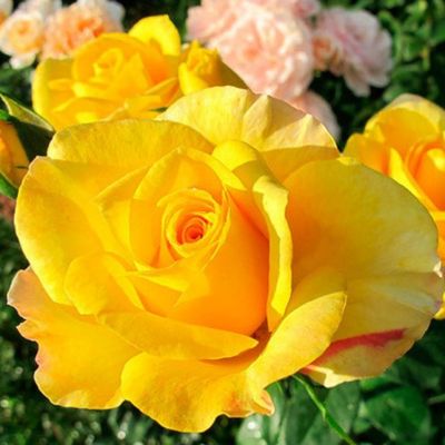 Роза Голден Медальон Роза Голден Медальон - Dolina-Sad.Ru