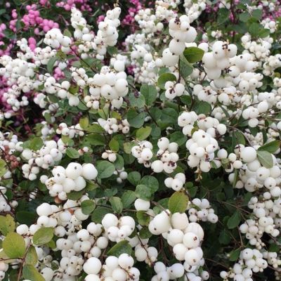 Снежноягодник Вайт Хедж фото