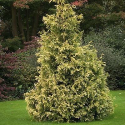 Туя складчатая Айриш Голд Туя складчатая Айриш Голд - Dolina-Sad.Ru