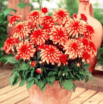 Георгина Гэллери Арт Деко Георгина Гэллери Арт Деко фото