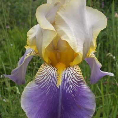 Ирис Блю Перл Ирис Блю Перл фото