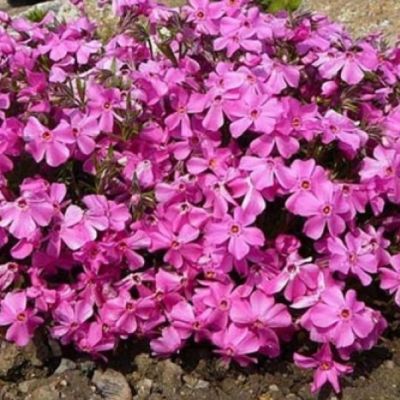 Флокс шиловидный Милстрим Дафна , P9 Флокс шиловидный Милстрим Дафна , P9 фото