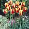 Тюльпан Твистер Тюльпан Твистер фото