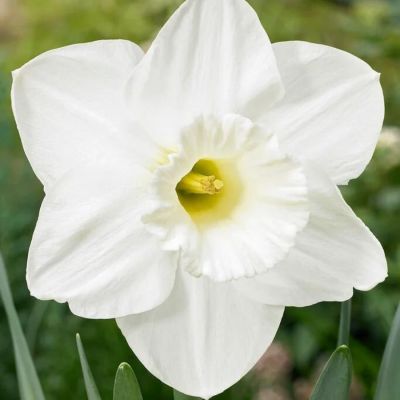 Нарцисс Орегон Сноу Нарцисс Орегон Сноу - Dolina-Sad.Ru