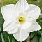 Нарцисс Орегон Сноу Нарцисс Орегон Сноу - Dolina-Sad.Ru